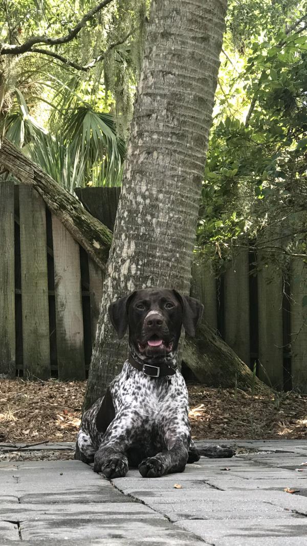 /images/uploads/southeast german shorthaired pointer rescue/segspcalendarcontest2019/entries/11416thumb.jpg